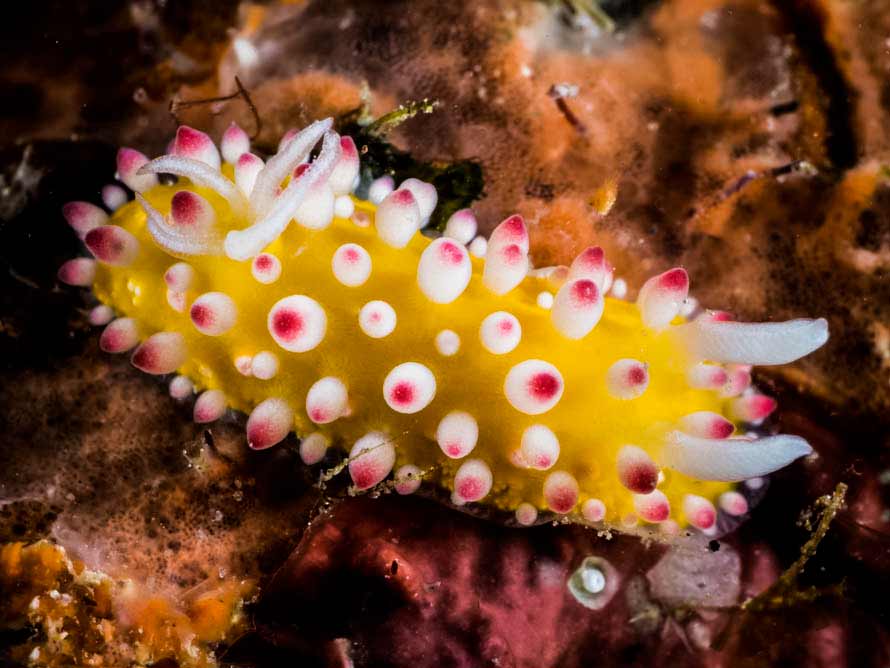Cadlinella ornatissima